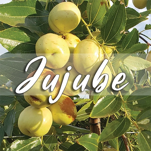 jujube